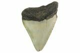Bargain, Megalodon Tooth - North Carolina #152915-1